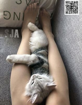 电影狮子王免费观看完整版_BD英语在线手机播放